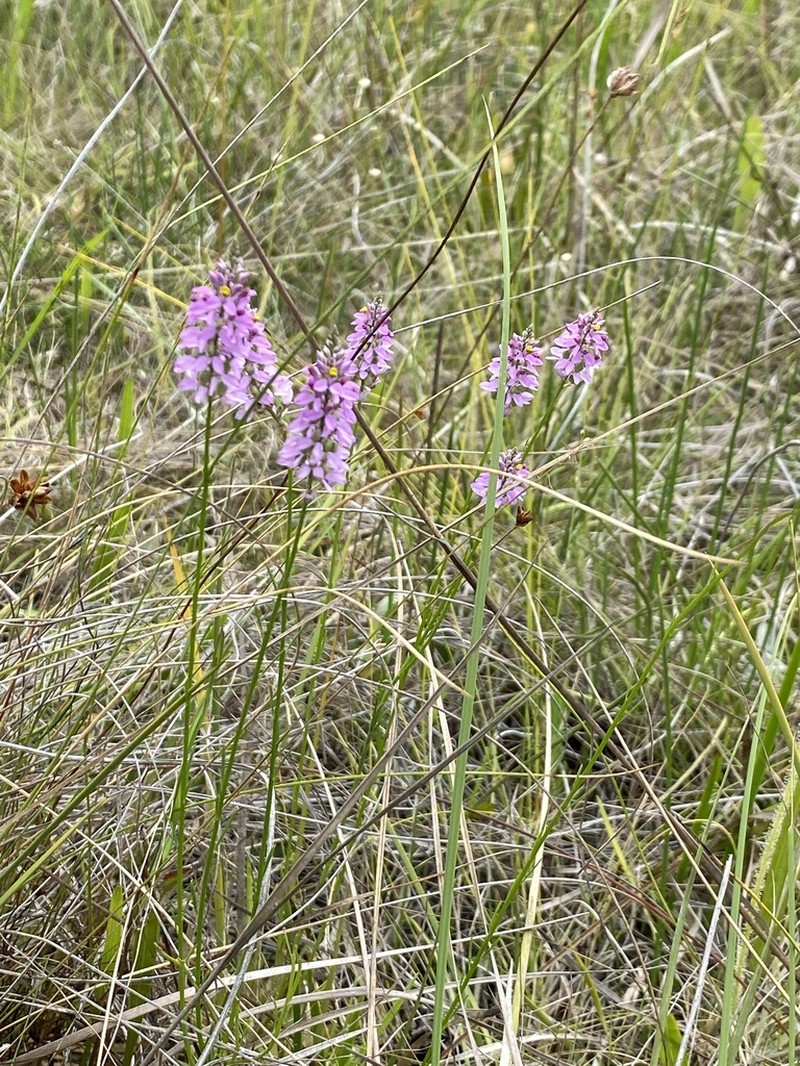 Chapman's Milkwort photo 4