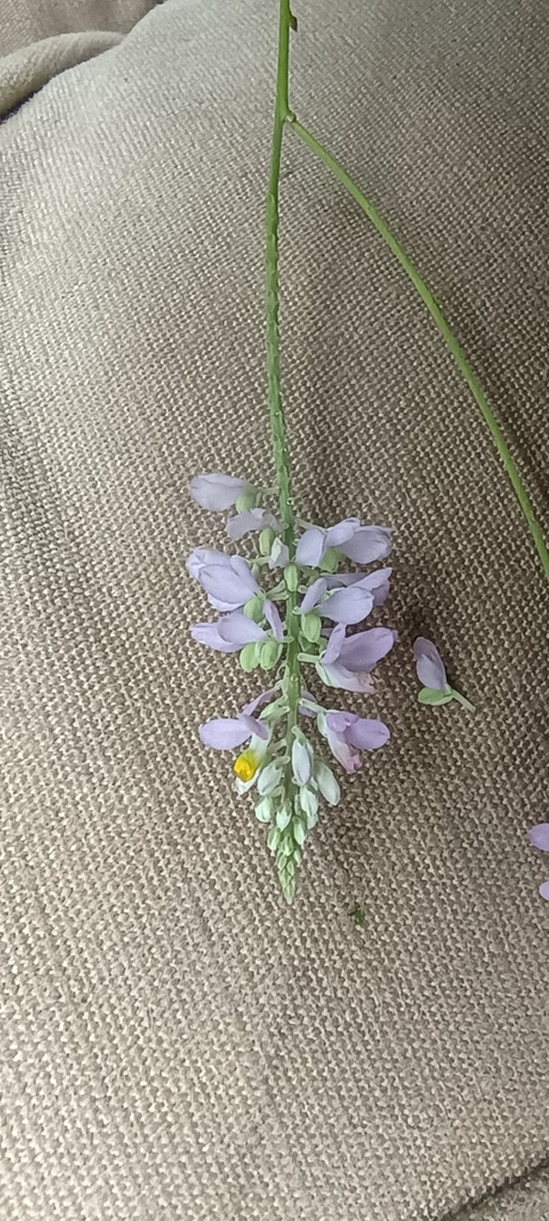 Chapman's Milkwort photo 5