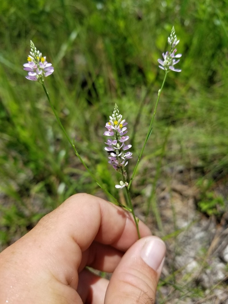 Chapman's Milkwort photo 6