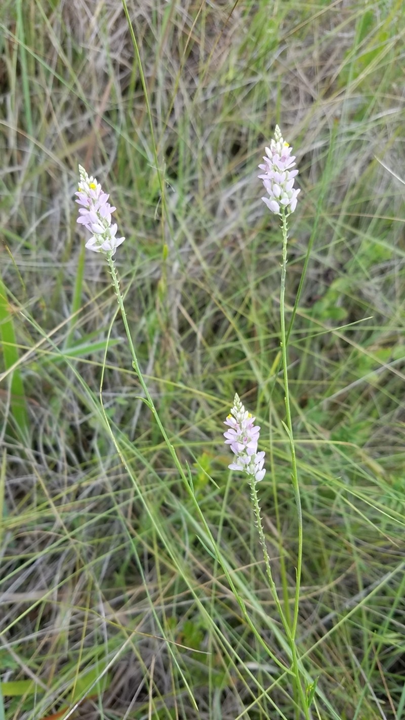 Chapman's Milkwort photo 7
