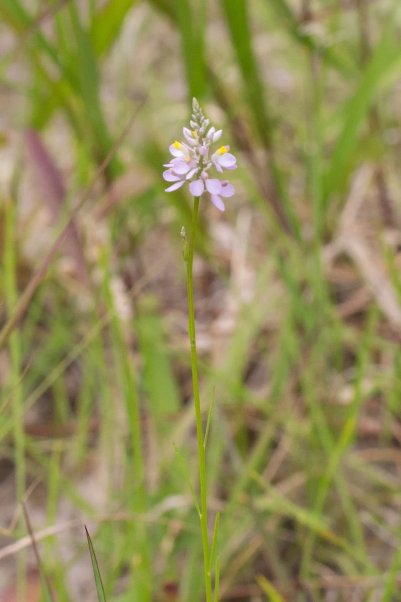 Chapman's Milkwort photo 8