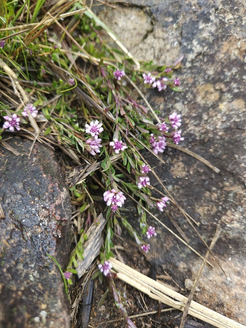 Senega cneorum