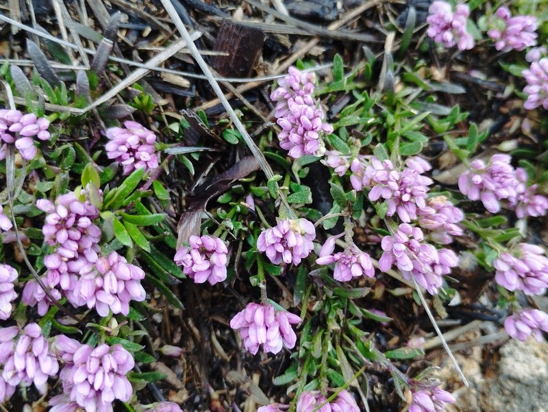 Senega cneorum photo 2
