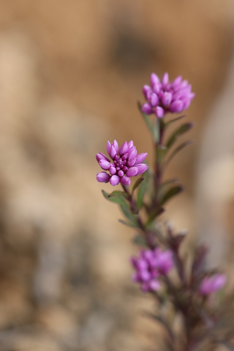 Senega cneorum photo 3