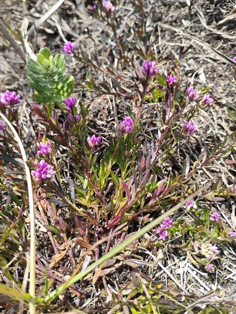 Senega cneorum photo 6