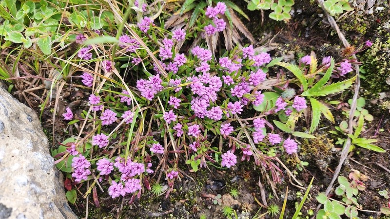 Senega cneorum photo 8