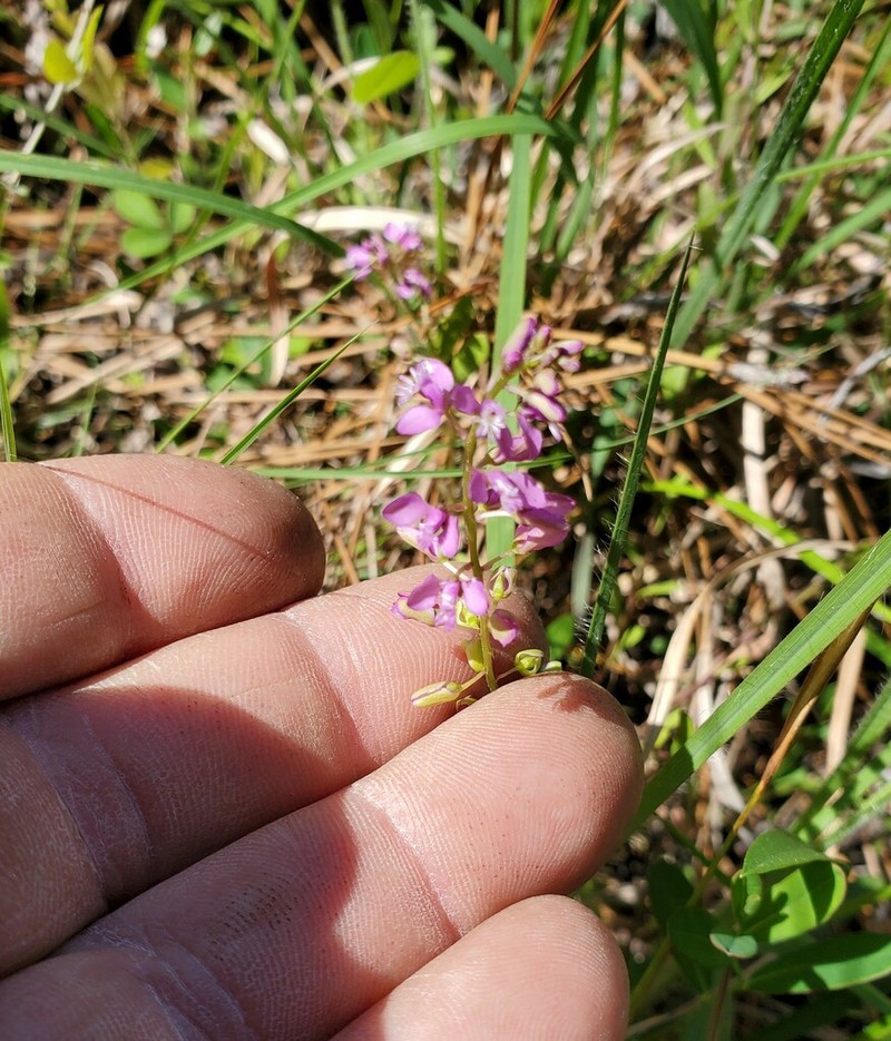 Scalloped Milkwort
