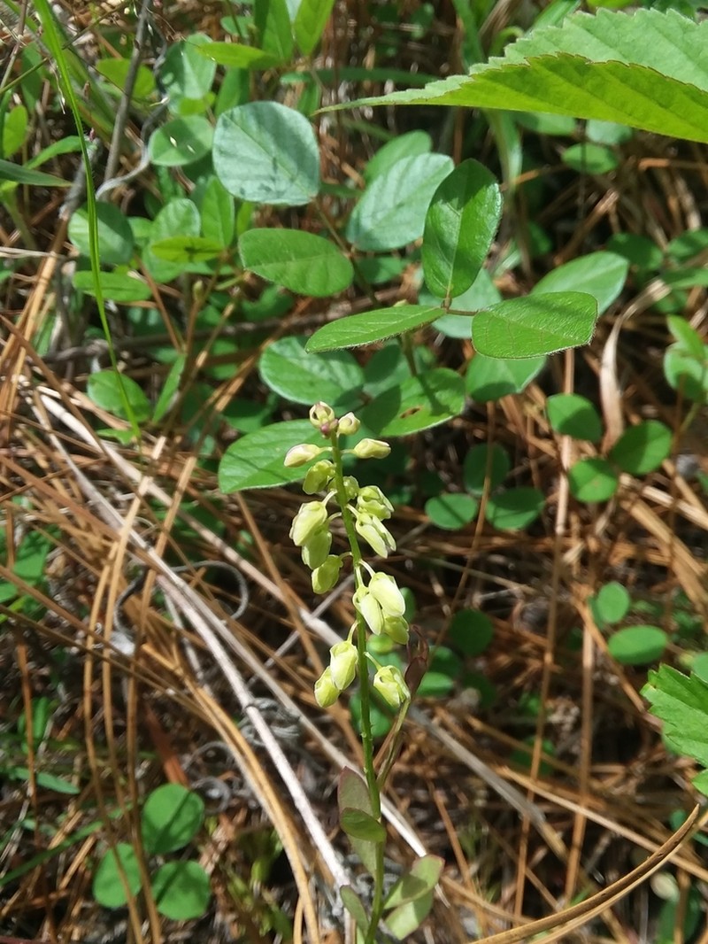 Scalloped Milkwort photo 2
