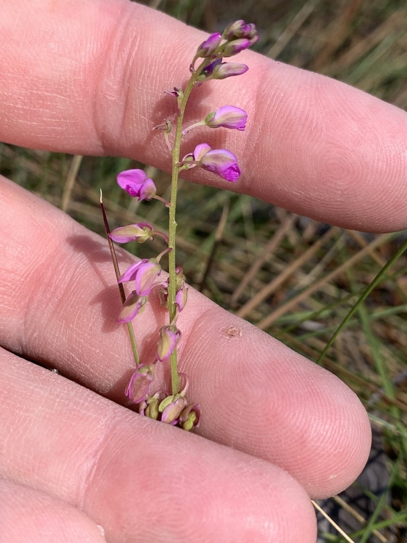 Scalloped Milkwort photo 3
