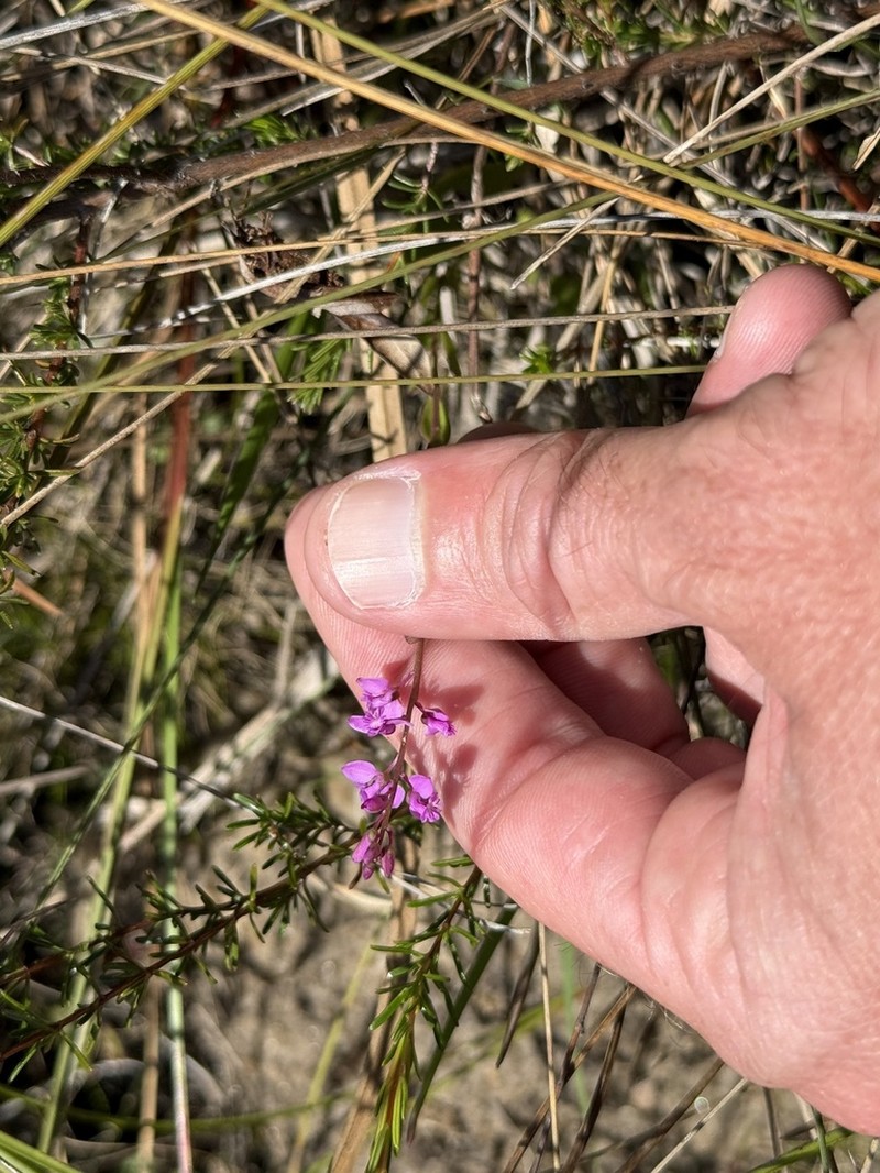 Scalloped Milkwort photo 4
