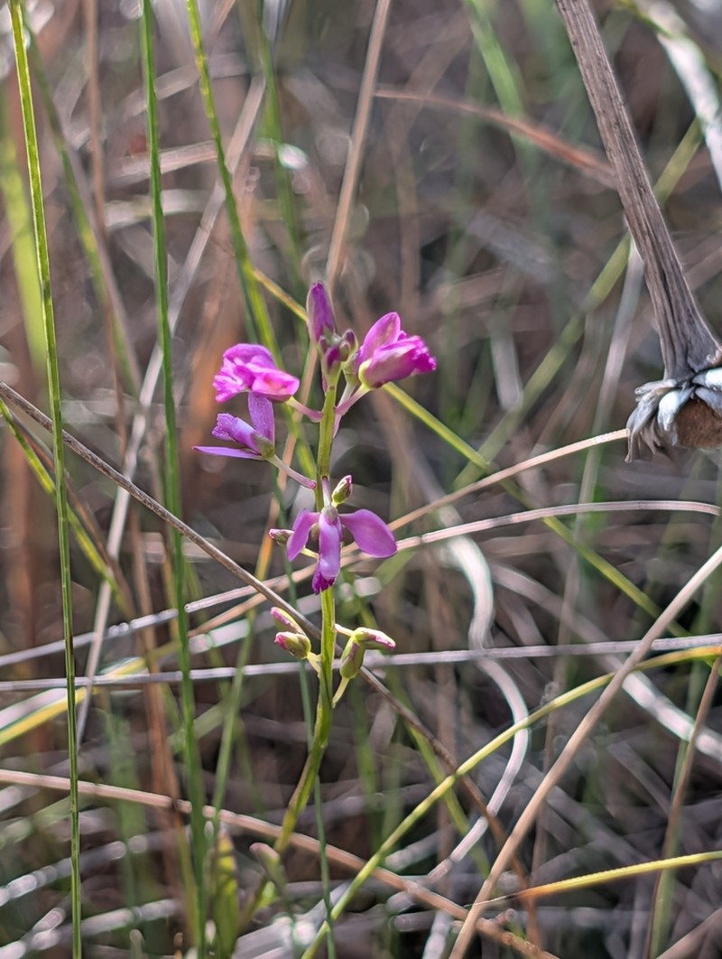 Scalloped Milkwort photo 5