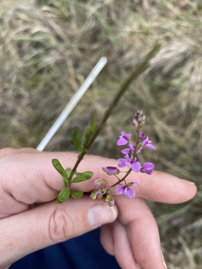 Scalloped Milkwort photo 6