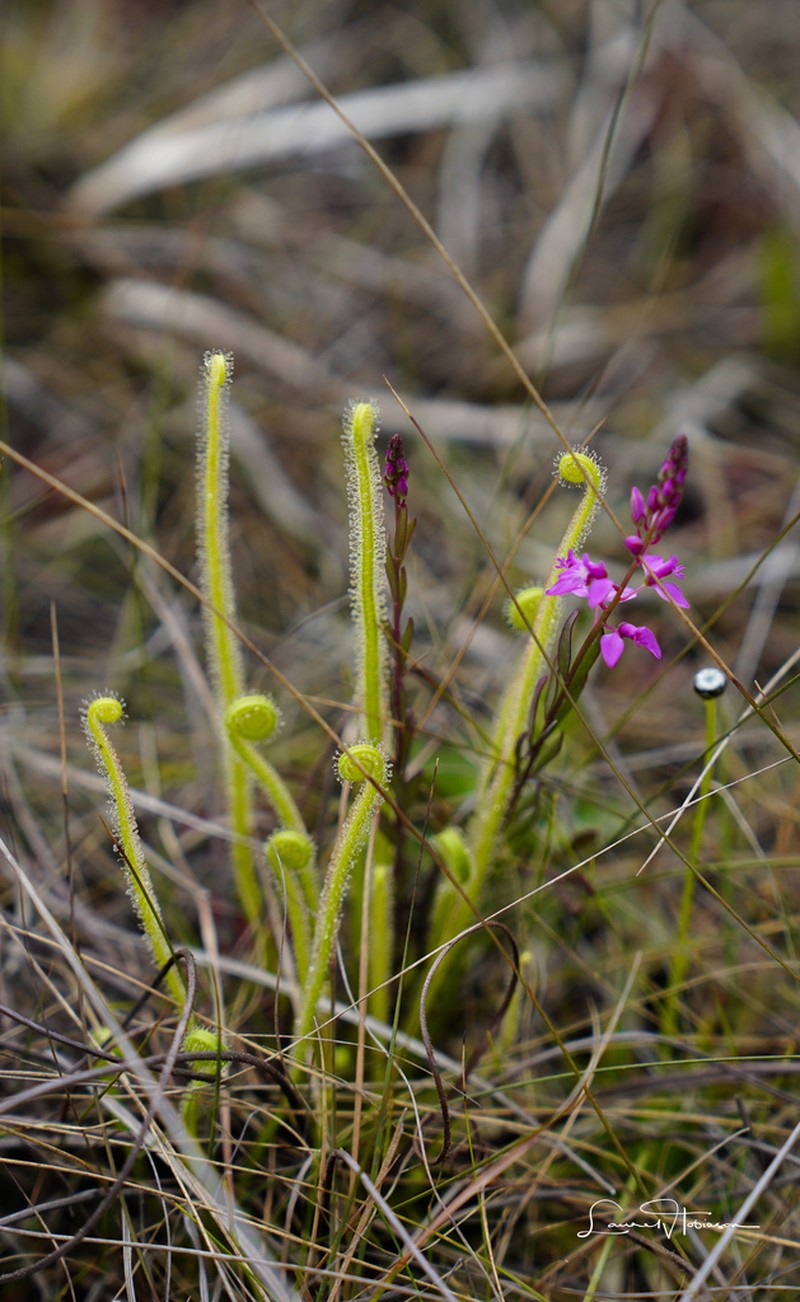 Scalloped Milkwort photo 7