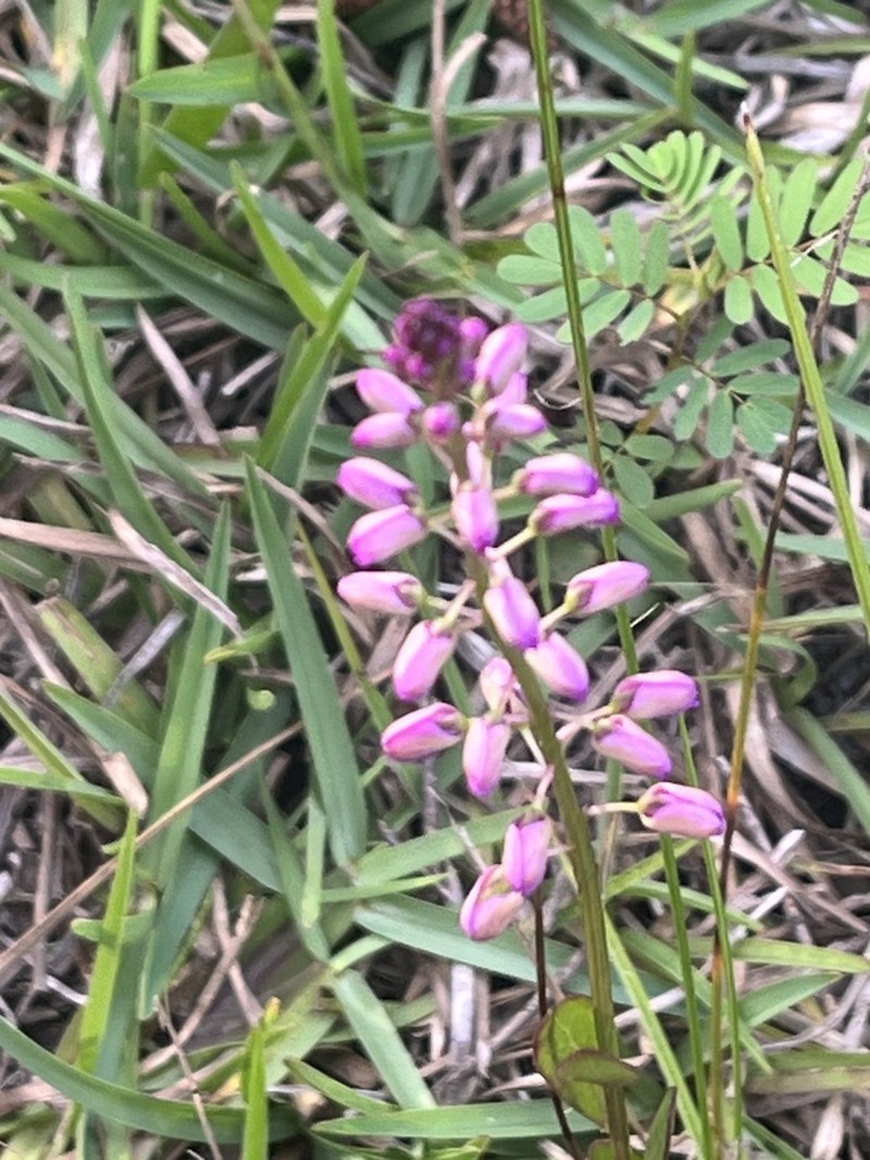 Scalloped Milkwort photo 8