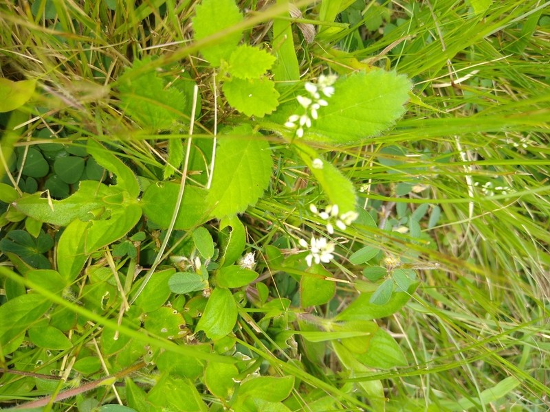 Senega crinita