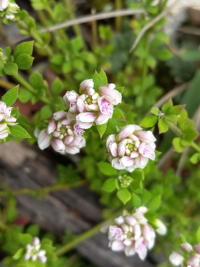 Caribbean Milkwort