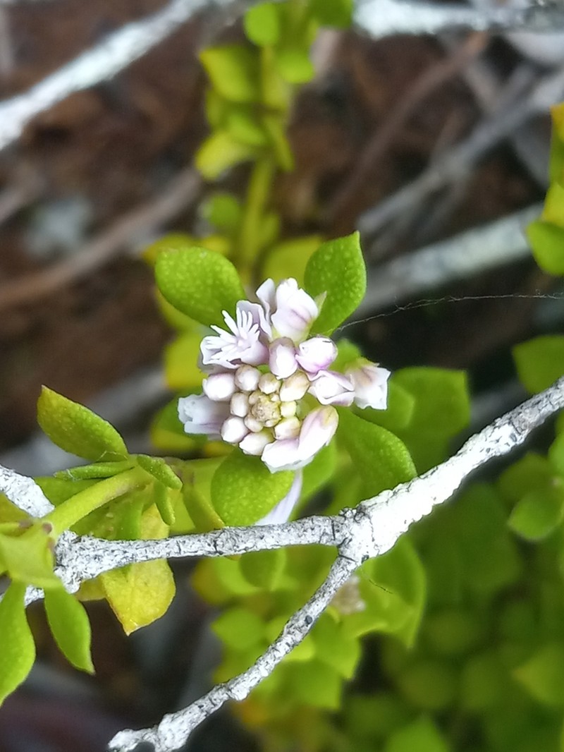 Caribbean Milkwort photo 2