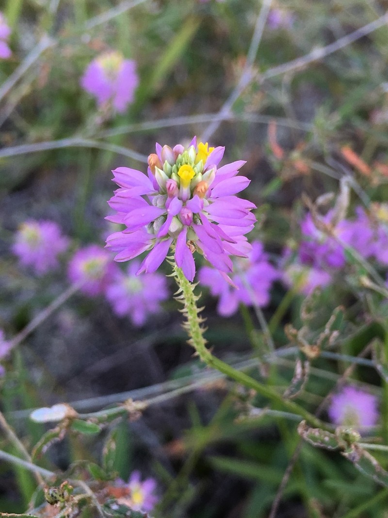 Curtiss' Milkwort