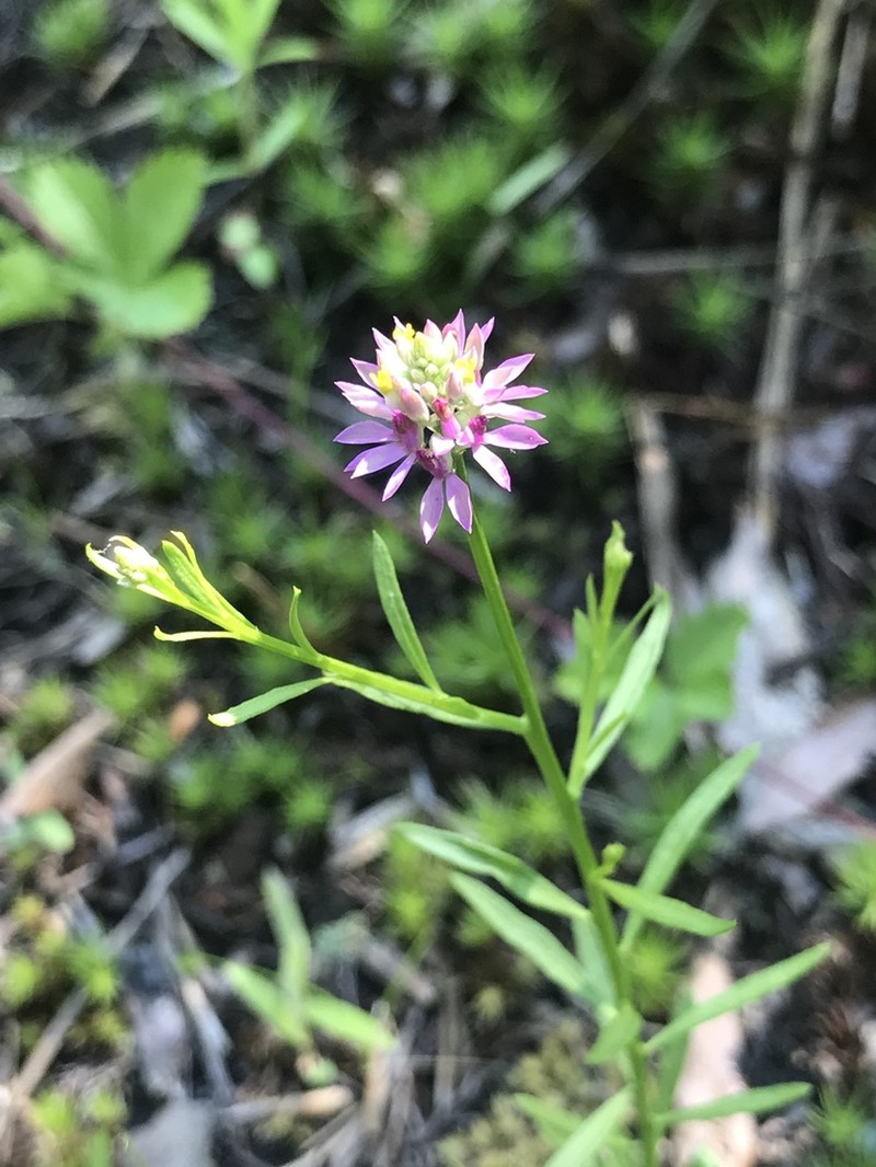 Curtiss' Milkwort photo 2