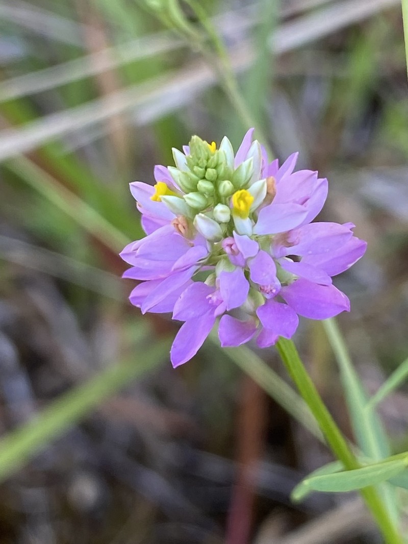 Curtiss' Milkwort photo 3
