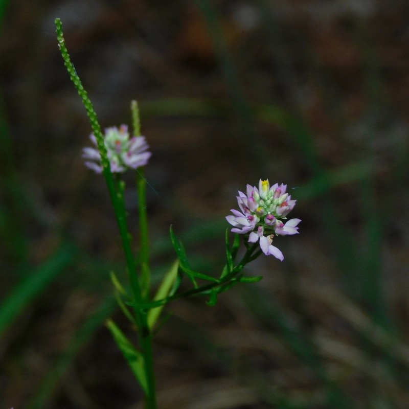 Curtiss' Milkwort photo 4
