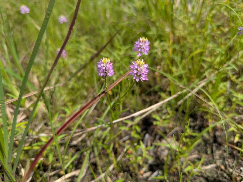 Curtiss' Milkwort photo 5