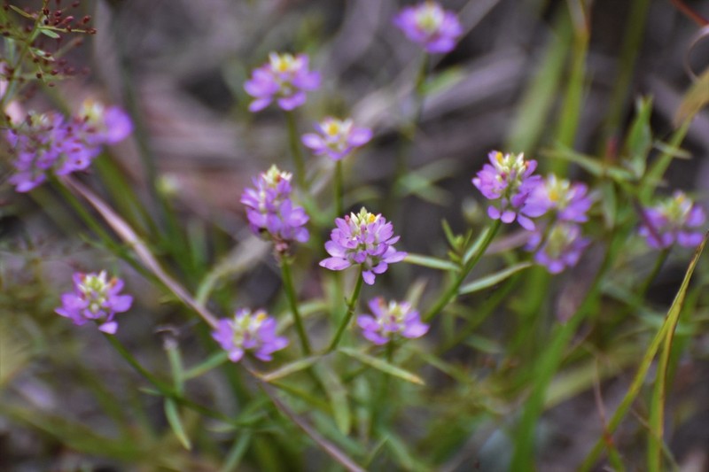 Curtiss' Milkwort photo 6