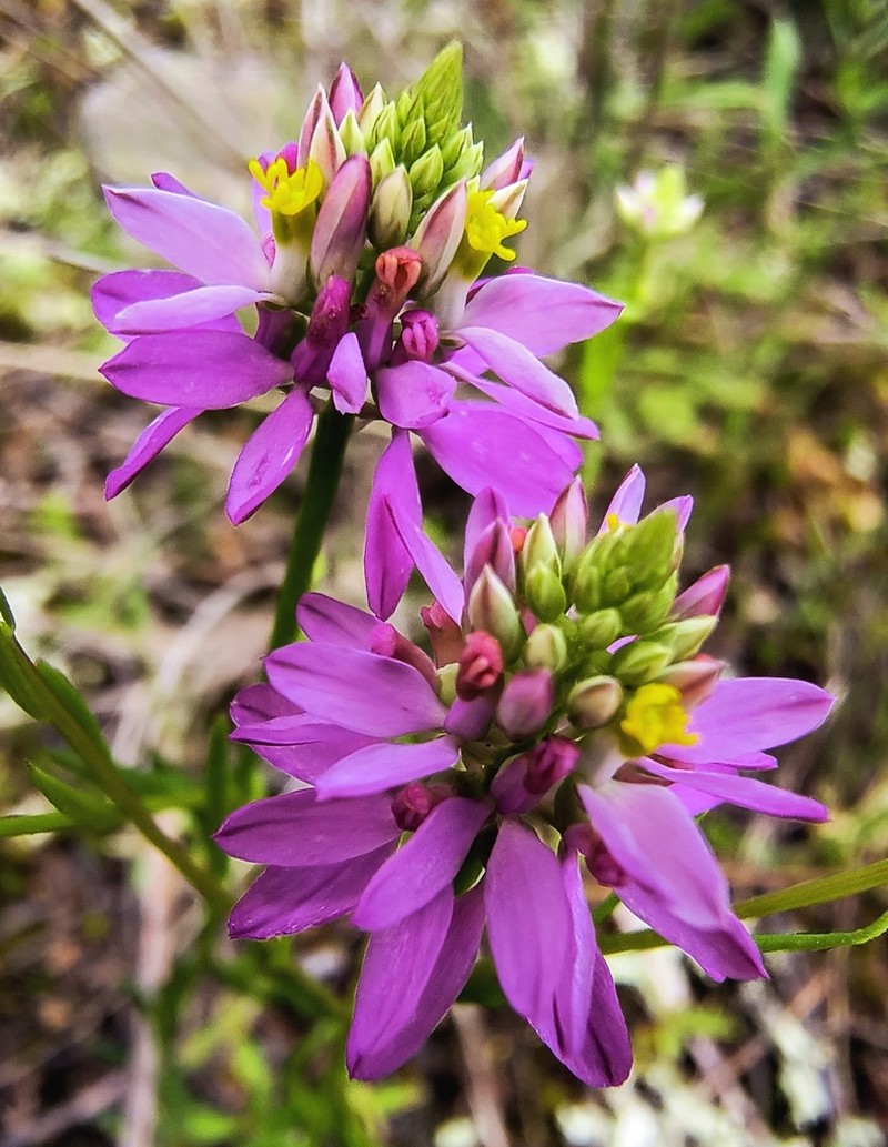 Curtiss' Milkwort photo 7