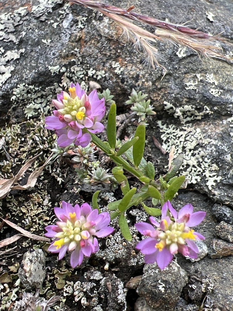 Curtiss' Milkwort photo 8