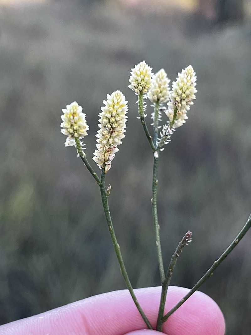 Senega cuspidata