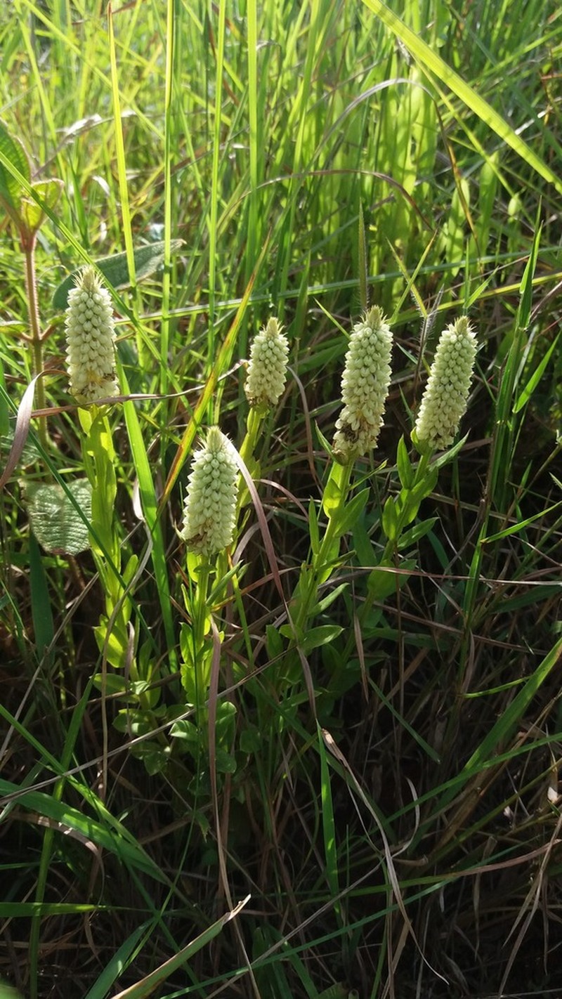 Senega cuspidata photo 2
