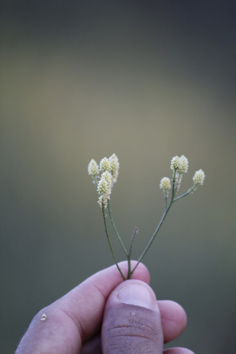 Senega cuspidata photo 3