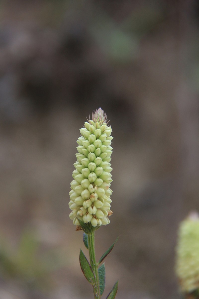 Senega cuspidata photo 4
