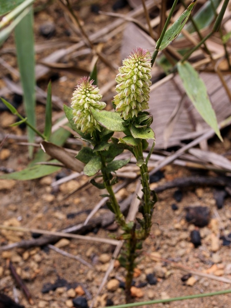Senega cuspidata photo 5