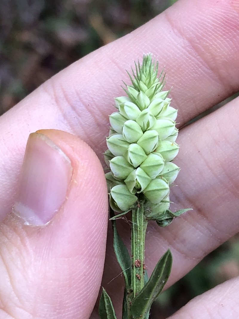Senega cuspidata photo 6
