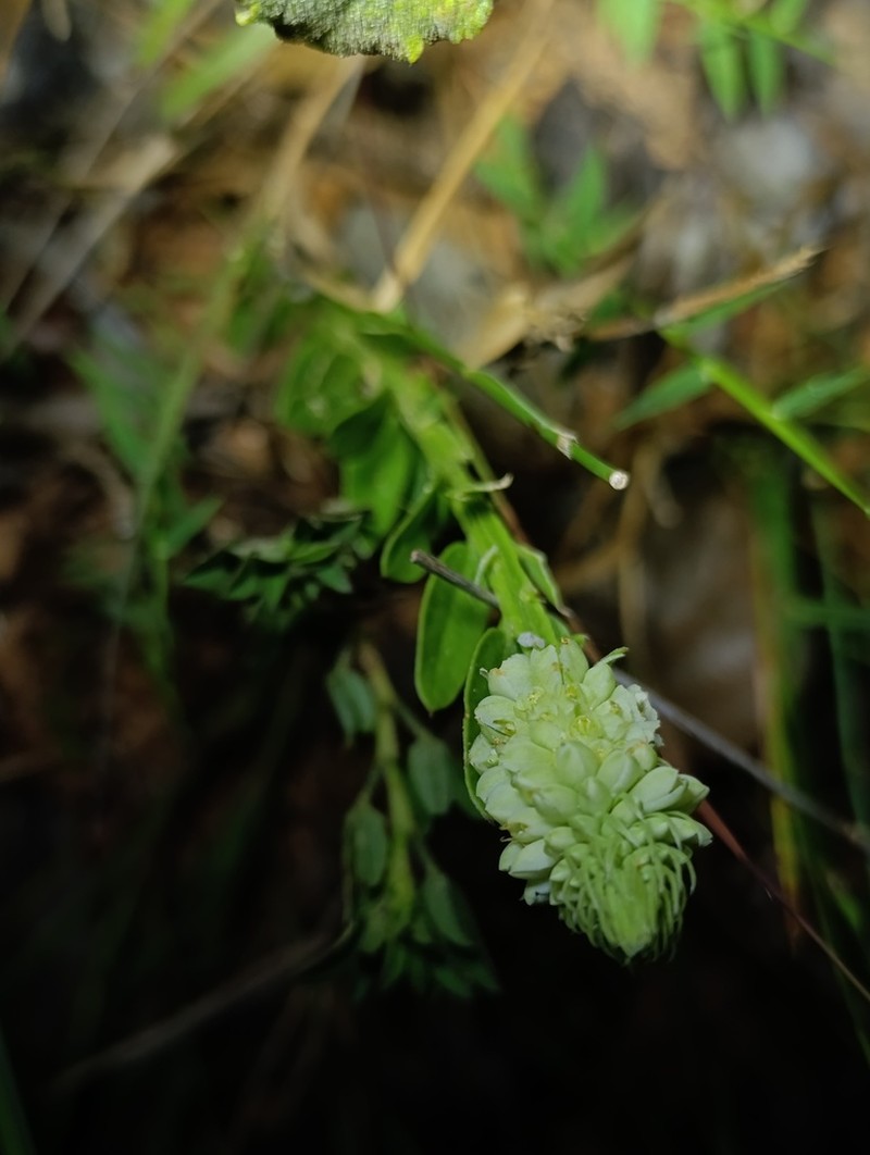 Senega cuspidata photo 7