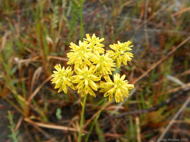 Tall Pinebarren Milkwort