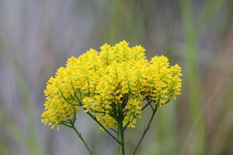 Tall Pinebarren Milkwort photo 2