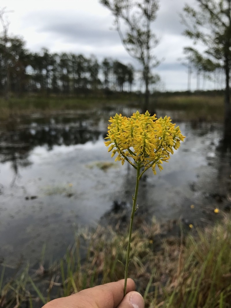 Tall Pinebarren Milkwort photo 3