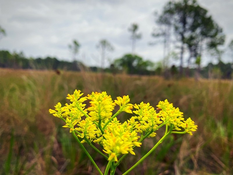Tall Pinebarren Milkwort photo 4