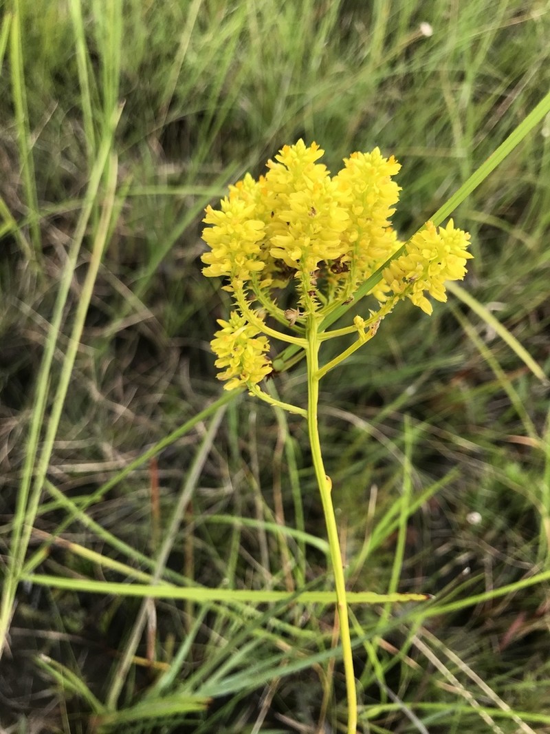 Tall Pinebarren Milkwort photo 5