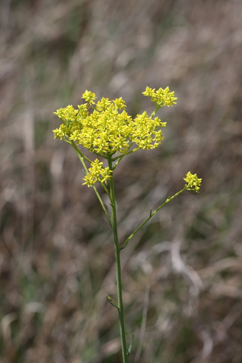 Tall Pinebarren Milkwort photo 6