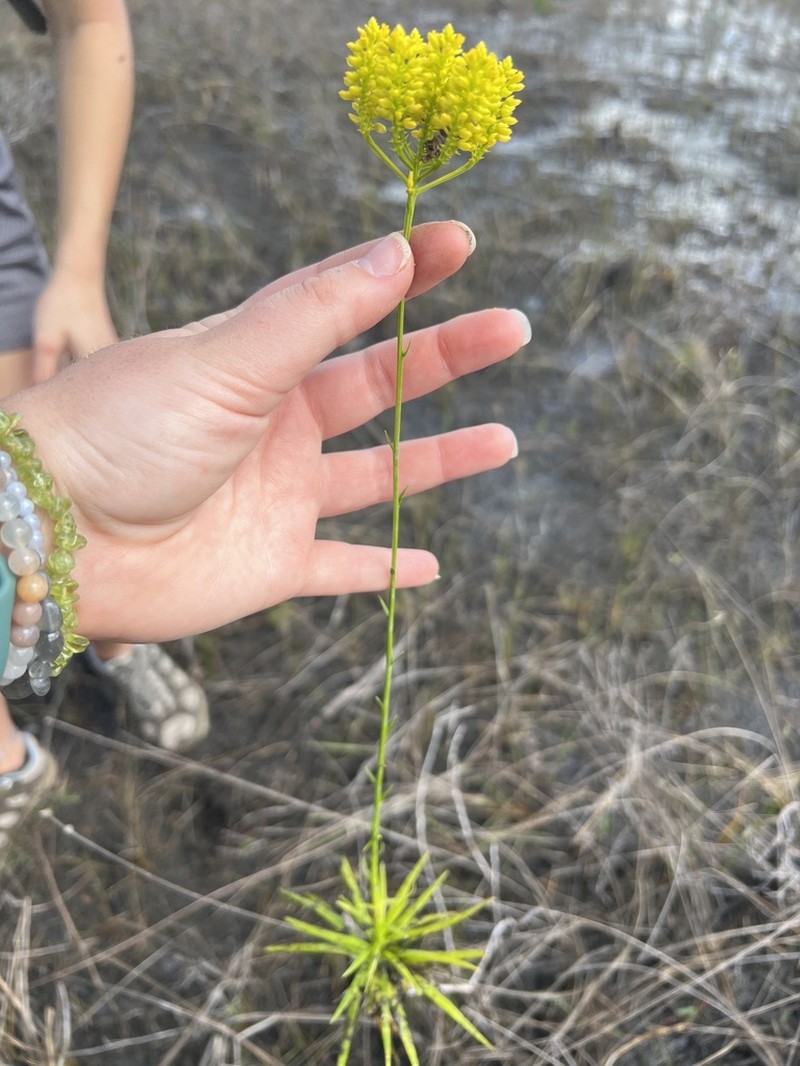 Tall Pinebarren Milkwort photo 7