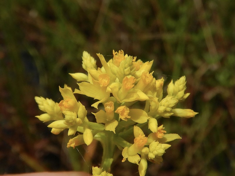 Tall Pinebarren Milkwort photo 8