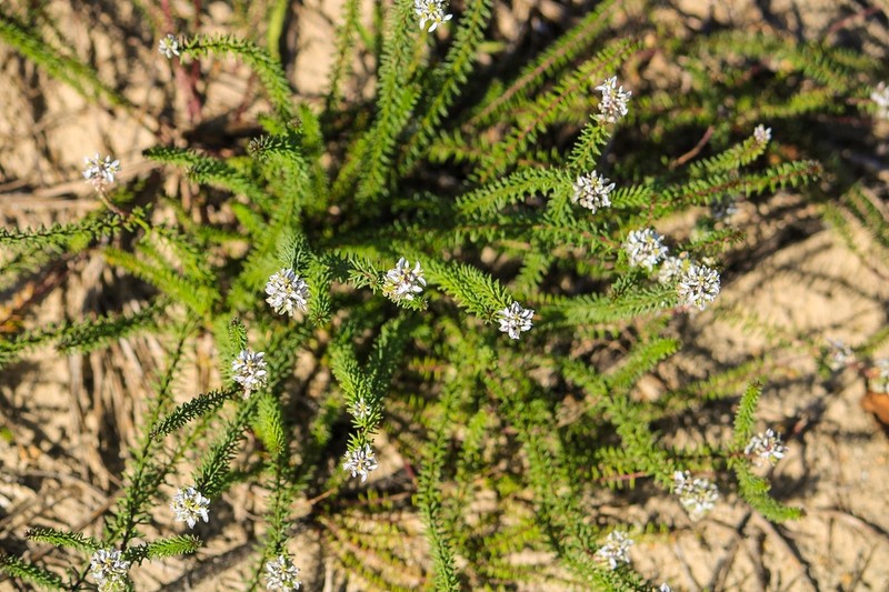 Senega cyparissias photo 3