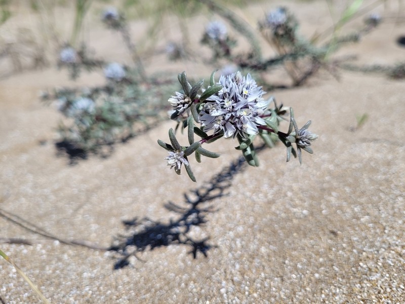 Senega cyparissias photo 4