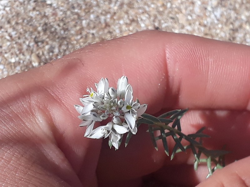 Senega cyparissias photo 6