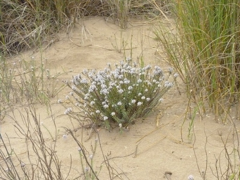 Senega cyparissias photo 8