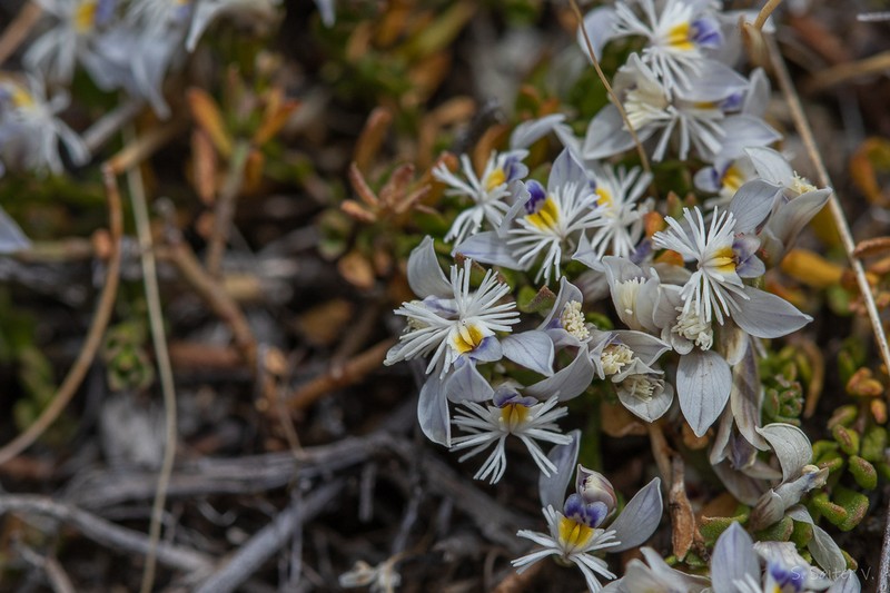 Senega darwiniana