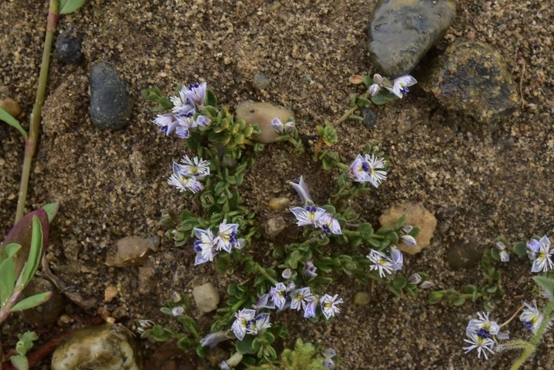 Senega darwiniana photo 2